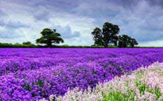 $2000 IRS Direct Deposits: The Crucial Eligibility Details You Can't Miss